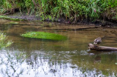 Su kristal berrak su ile sakin bir dere ve deniz yolu boyunca yürüyüş yapmak için cennet manzarası. Yeşil bir orman ve temiz havası olan manzaralı vahşi doğanın tadını çıkarmak için.