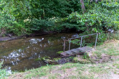 Yeşil ormandaki nehir kıyısı