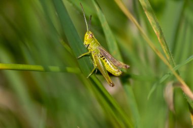 İzole edilmiş tek yeşil çekirge yiyecek, ot, yaprak ve bitkileri aramak için çimenlerde hoplayıp duruyor. Fotokopi alanı ve bulanık bir arkaplan.