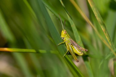 İzole edilmiş tek yeşil çekirge yiyecek, ot, yaprak ve bitkileri aramak için çimenlerde hoplayıp duruyor. Fotokopi alanı ve bulanık bir arkaplan.