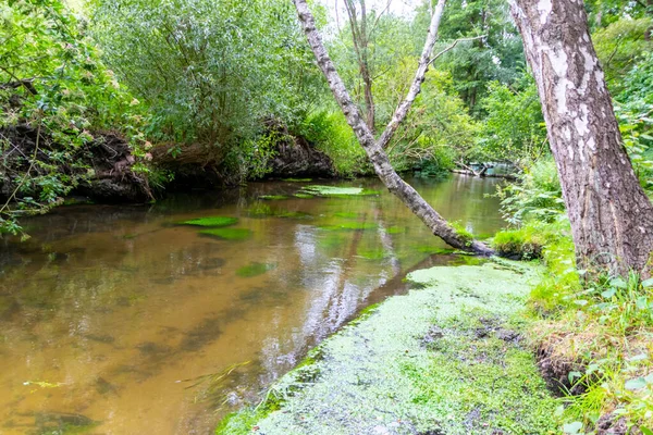 Idyllic creek with curved trees over the river for hiking-tours and canoe trips in a protected landscape on a calm river through a healthy environment and wilderness or forests in summer and fall