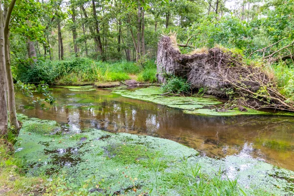 Uprooted tree after hurricane shows extreme weather at idyllic creek and tranquil river with deracinated tree in the woods at a river and fallen trees in the wilderness