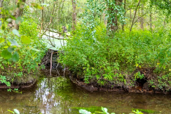 Riacho Idílico Com Árvores Curvas Sobre Rio Para Caminhadas Passeios — Fotografia de Stock