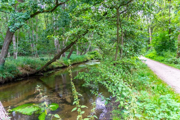 Idyllic creek with curved trees over the river for hiking-tours and canoe trips in a protected landscape on a calm river through a healthy environment and wilderness or forests in summer and fall