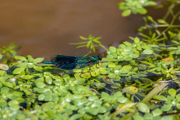 Mavi Erkek Yeşil Yapraklı Bir Derede Şeritli Kanatlı Böcekleri Avlamak — Stok fotoğraf