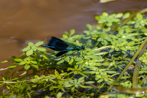 Blue male banded demoiselle Calopteryx splendens at a river on the hunt for insects with banded wings at a creek on green leaves swimming in the clear water as territory of the male dragonfly odonata