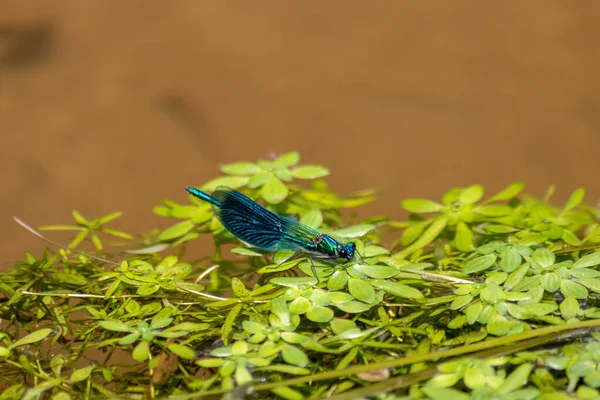 Azul Macho Atado Demoiselle Calopteryx Splendens Rio Caça Insetos Com — Fotografia de Stock