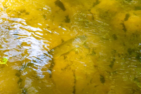 물고기를 잡거나 하이킹을 강가의 바닥에 물고기 마리뿐만 아니라 개울에서 놀라운 — 스톡 사진