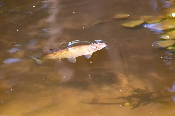 釣りやハイキングツアーのための牧歌的なクリークの川底の平らな水の中の単一の魚だけでなく 明確な流れの流れの中で素晴らしい景色に囲まれた自然の荒野を通るカヌー旅行 — ストック写真