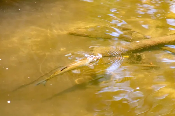 물고기를 잡거나 하이킹을 강가의 바닥에 물고기 마리뿐만 아니라 개울에서 놀라운 — 스톡 사진