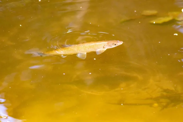 釣りやハイキングツアーのための牧歌的なクリークの川底の平らな水の中の単一の魚だけでなく 明確な流れの流れの中で素晴らしい景色に囲まれた自然の荒野を通るカヌー旅行 — ストック写真