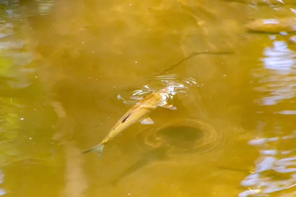 Einzelfische Flachen Wasser Auf Dem Grund Eines Idyllischen Baches Zum — Stockfoto