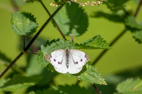 Papillon Blanc Avec Des Points Noirs Sur Une Ortie Piquante — Photo