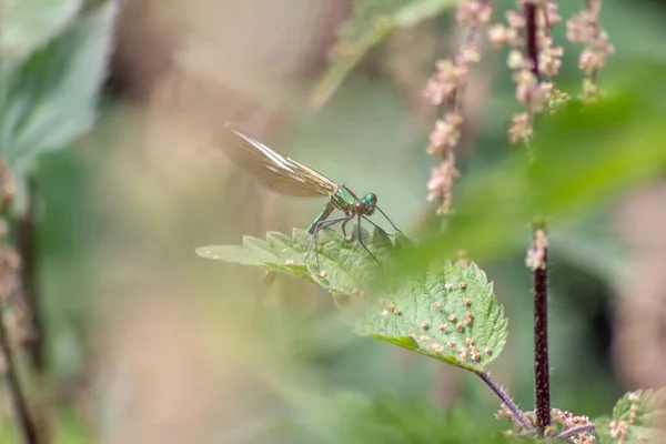 Θηλυκό Banded Δεσποινίς Caloptery Splendens Χρυσά Φτερά Ένα Πράσινο Χρωμιωμένο — Φωτογραφία Αρχείου