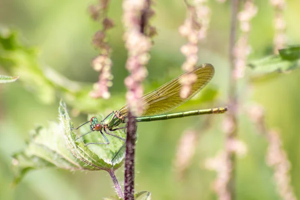 Female Banded Demoiselle Caloptery Splendens Golden Wings Green Chromed Body — Stock Photo, Image