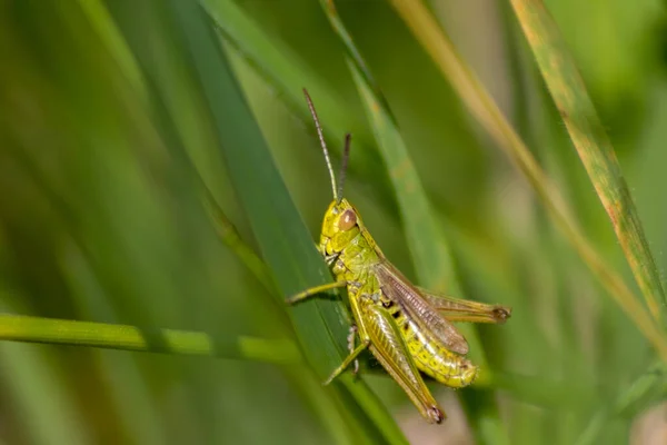 Einzelne Isolierte Grüne Heuschrecken Die Auf Der Suche Nach Nahrung — Stockfoto