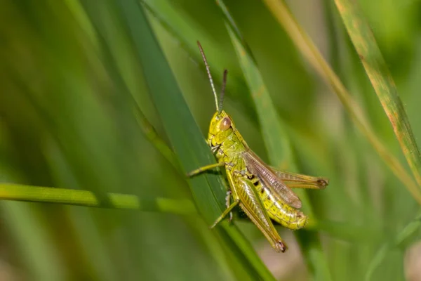 Einzelne Isolierte Grüne Heuschrecken Die Auf Der Suche Nach Nahrung — Stockfoto