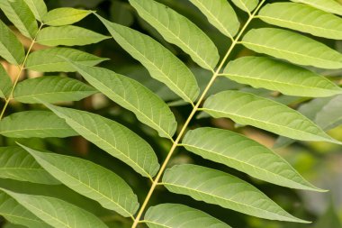 Yeşil yaprakların manzarasını kapat 