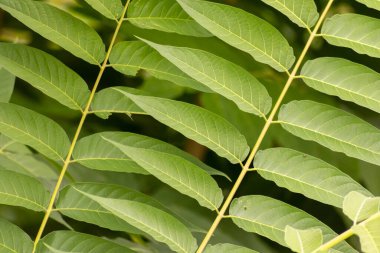 Yeşil yaprakların manzarasını kapat 