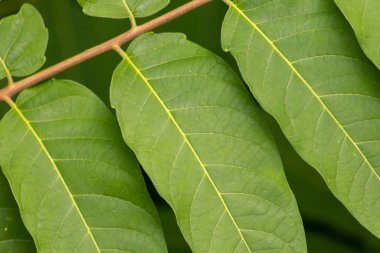 Yeşil yaprakların manzarasını kapat 