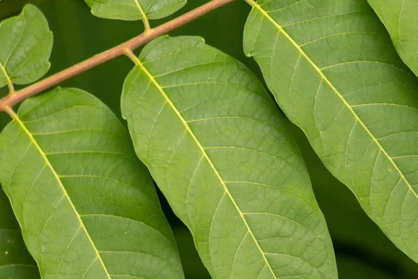 Yeşil yaprakların manzarasını kapat 