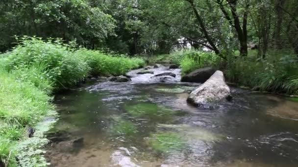 Idylická Řeka Plovoucí Zelenou Lesní Scenérií Malými Vlnami Kameny Klidném — Stock video