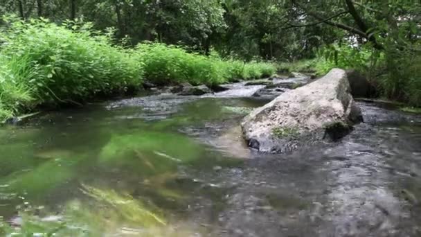 穏やかなクリークに小さな波と石がある緑の森の風景の中に浮かぶ牧歌的な川は 澄んだ水と素晴らしい健康的な環境でリラックスしたハイキング観光を示しています動き — ストック動画