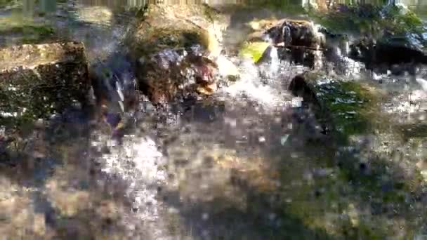 Idyllisk Flod Flyter Genom Grön Skog Landskap Med Små Vågor — Stockvideo