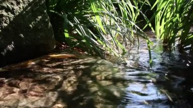 Sakin nehirdeki küçük dalgalar ve taşlarla dolu yeşil orman manzarasında süzülen Idyllic deresi berrak suyla yürüyüş yapan turizmi ve hareketli harika sağlıklı bir çevreyi gösteriyor.