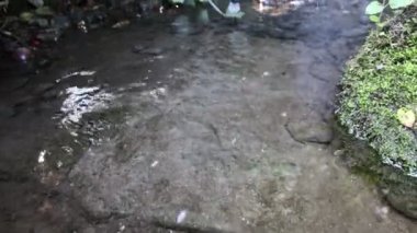 Ferahlatıcı fıskiyeden gelen küçük şelale, cennetin nehir kıyısından akan huzurlu bir manzara ve zen meditasyon ve rahatlama için meditasyon yapan bir bahçe havuzu.