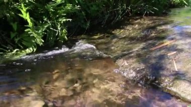 Sakin nehirdeki küçük dalgalar ve taşlarla dolu yeşil orman manzarasında süzülen Idyllic deresi berrak suyla yürüyüş yapan turizmi ve hareketli harika sağlıklı bir çevreyi gösteriyor.