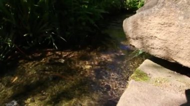 Sakin nehirdeki küçük dalgalar ve taşlarla dolu yeşil orman manzarasında süzülen Idyllic deresi berrak suyla yürüyüş yapan turizmi ve hareketli harika sağlıklı bir çevreyi gösteriyor.