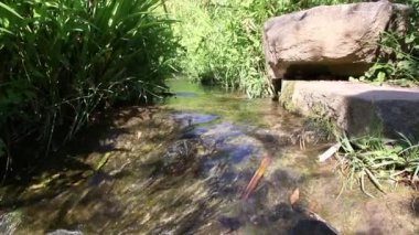 Sakin nehirdeki küçük dalgalar ve taşlarla dolu yeşil orman manzarasında süzülen Idyllic deresi berrak suyla yürüyüş yapan turizmi ve hareketli harika sağlıklı bir çevreyi gösteriyor.