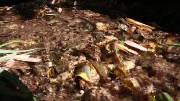 Calm Flowing River Water Hits Shore Rocks Rocky Beach River — Stock Video