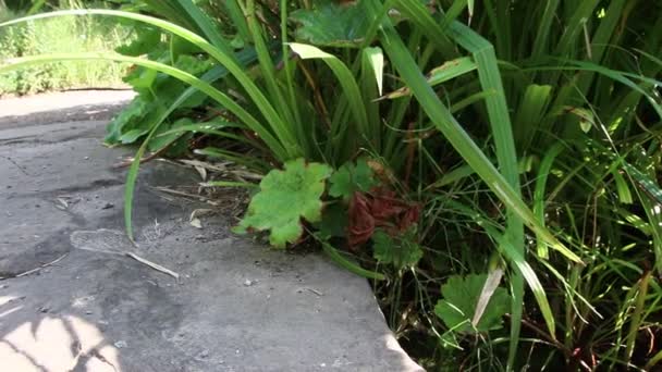 Idylliskt Bäck Flyter Lugnt Genom Grön Skog Landskap Med Små — Stockvideo