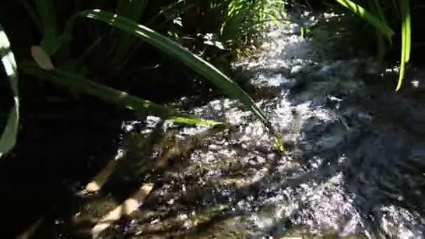 Идиллический Ручей Плавающий Спокойствие Через Зеленые Лесные Пейзажи Маленькими Волнами — стоковое видео