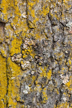 Doğal arka plan ve ekolojik arkaplan, doğal yapıları, püreleri, çatlakları ve pürüzlü yüzeyleri olan güzel bir ağaç kabuğunu doğadaki böcekler ve böcekler için organik ekosistem olarak gösteriyor.