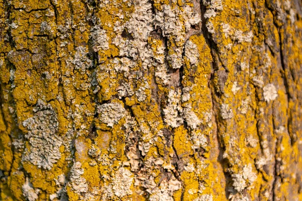 Natural background and ecological background shows a beautiful tree bark with fine natural structures and patina, cracks and rough surface as organic ecosystem for bugs and insects in nature