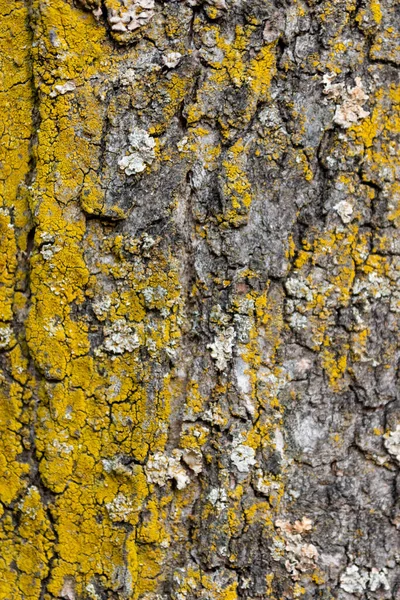 Doğal arka plan ve ekolojik arkaplan, doğal yapıları, püreleri, çatlakları ve pürüzlü yüzeyleri olan güzel bir ağaç kabuğunu doğadaki böcekler ve böcekler için organik ekosistem olarak gösteriyor.