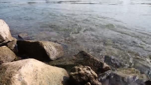 Спокойная Плавающая Большая Река Камнями Скалами Природной Средой Чистой Водой — стоковое видео