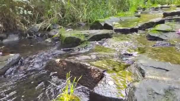 Ruhig Fließendes Wasser Fließt Sommer Über Felsen Durch Idyllische Grüne — Stockvideo