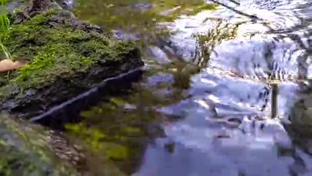Lugnt Strömmande Vatten Strömmar Över Klippor Genom Idyllisk Grön Natur — Stockvideo