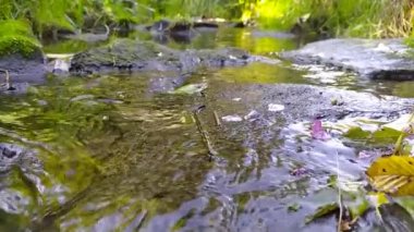 Sakin akan su kayaların üzerinden yavaş çekimde temiz suyla cennetsel yeşil doğada akıyor. Yeşil nehir kıyıları, ipeksi dalgalar ve dalgalarla rahatlatıcı bir atmosfer ve sakin su gösteriyor.