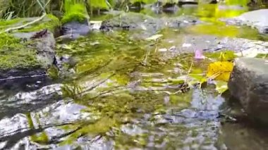 Sakin akan su kayaların üzerinden yavaş çekimde temiz suyla cennetsel yeşil doğada akıyor. Yeşil nehir kıyıları, ipeksi dalgalar ve dalgalarla rahatlatıcı bir atmosfer ve sakin su gösteriyor.