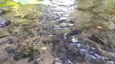 Sakin akan su kayaların üzerinden yavaş çekimde temiz suyla cennetsel yeşil doğada akıyor. Yeşil nehir kıyıları, ipeksi dalgalar ve dalgalarla rahatlatıcı bir atmosfer ve sakin su gösteriyor.