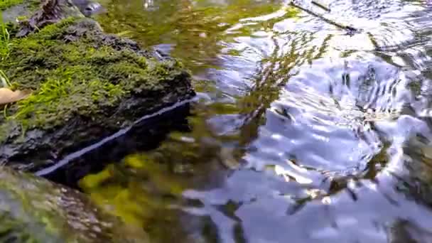 Kalme Stromende Waterstroom Rotsen Slow Motion Door Idyllisch Groene Natuur — Stockvideo