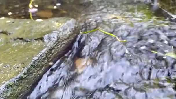 Sakin Akan Kayaların Üzerinden Yavaş Çekimde Temiz Suyla Cennetsel Yeşil — Stok video