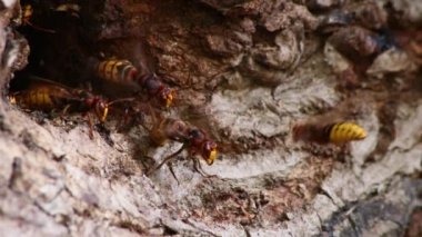 Avrupa eşekarıları, arı kovanlarını işgalcilere karşı korur ve tehlikeli ve zehirli bir böcektir. Ağaç gövdelerine saplanmış sarı ceketler ve saldırgan saldırılar ile koloni kurarlar.