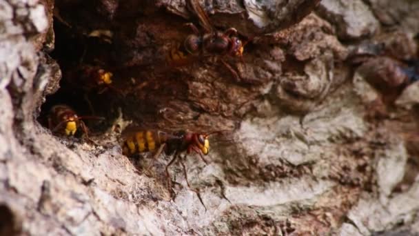 Europäische Hornissen Verteidigen Den Eingang Ihres Hornissennestes Gegen Eindringlinge Und — Stockvideo