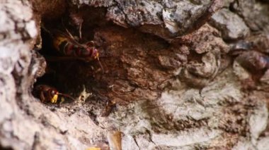 Avrupa eşekarıları, arı kovanlarını işgalcilere karşı korur ve tehlikeli ve zehirli bir böcektir. Ağaç gövdelerine saplanmış sarı ceketler ve saldırgan saldırılar ile koloni kurarlar.